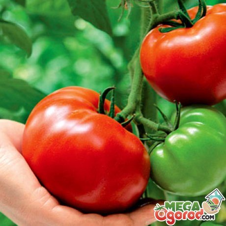 Самые популярные тепличные сорта томатов